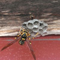 害虫駆除　蜂の巣　はち